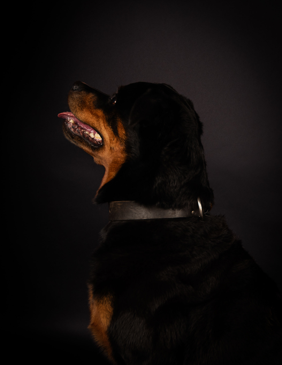 Een Rottweiler zit zijwaarts met een trotse uitstraling tegen een donkere achtergrond.