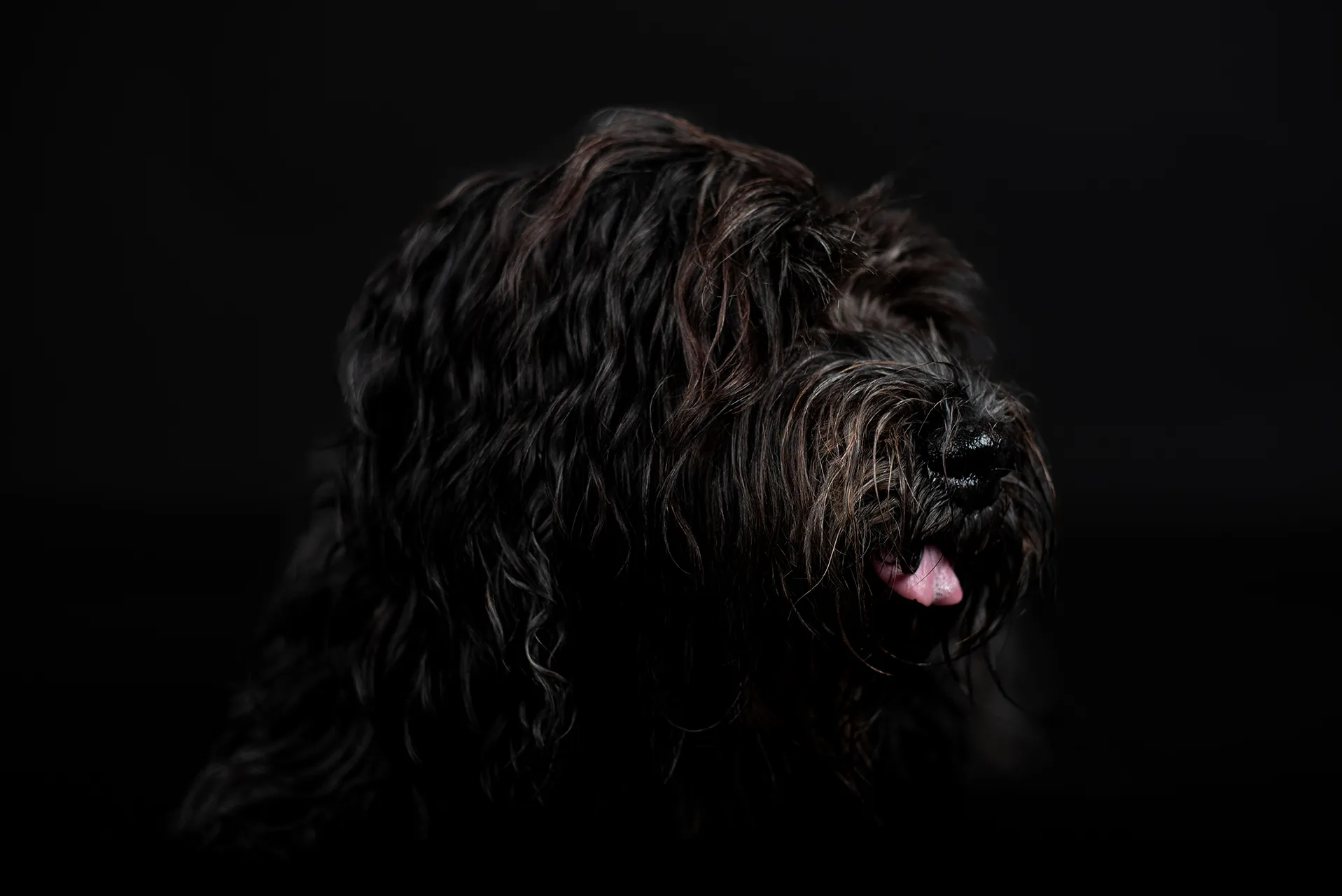 Een zwartharige hond met een krullende vacht kijkt vanuit een donkere achtergrond.