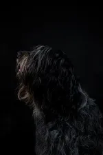 Dieren