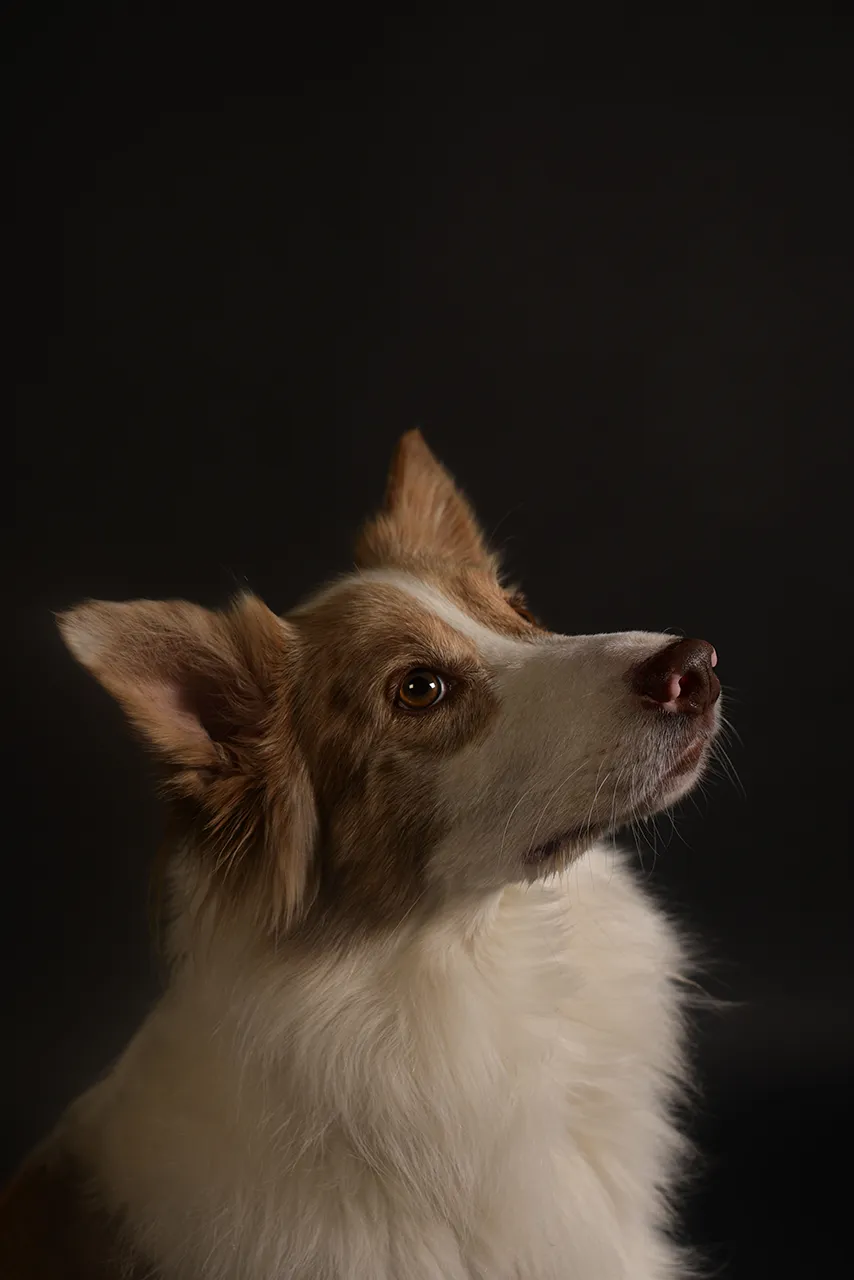 Een hond met een zachte vacht en een nieuwsgierige blik staat afgebeeld tegen een donkere achtergrond.