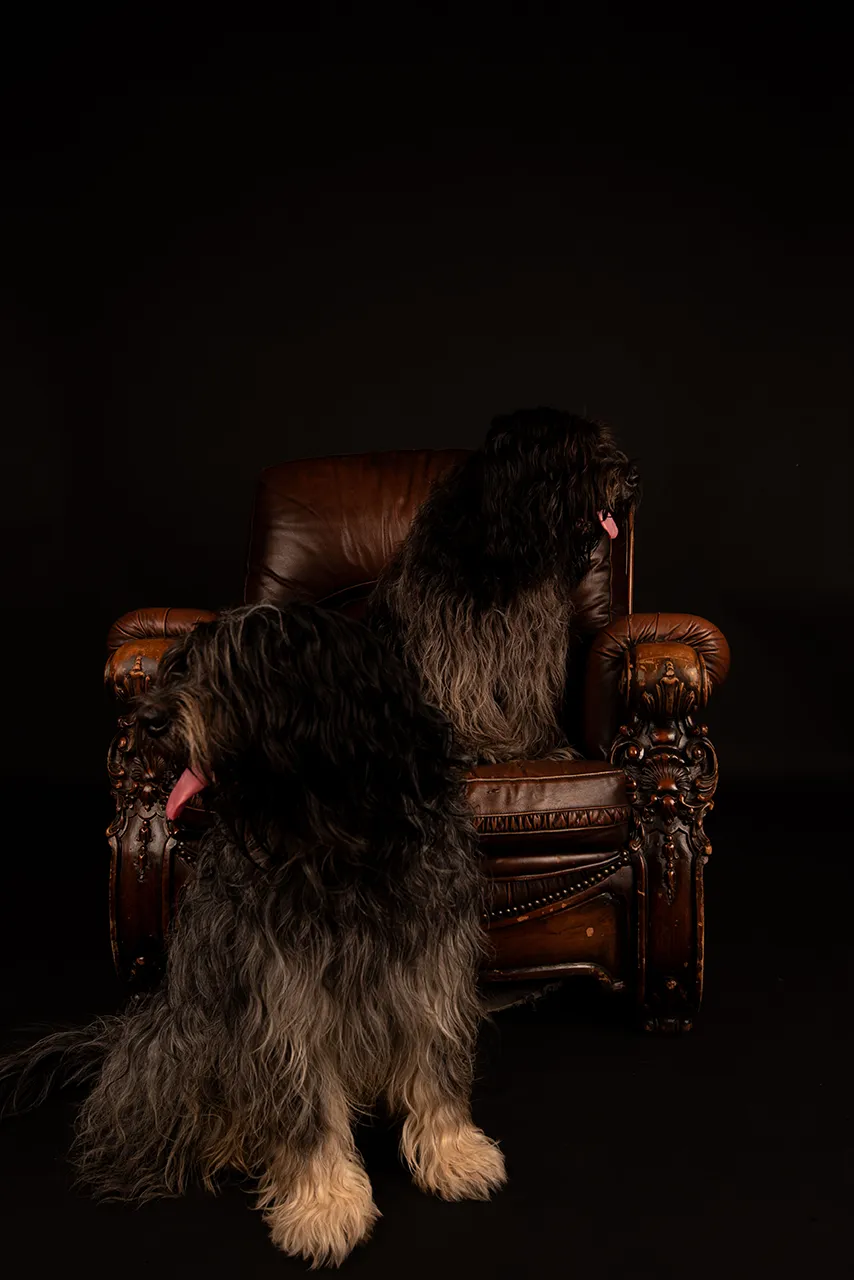Twee honden zitten naast een luxe leren fauteuil op een donkere achtergrond.