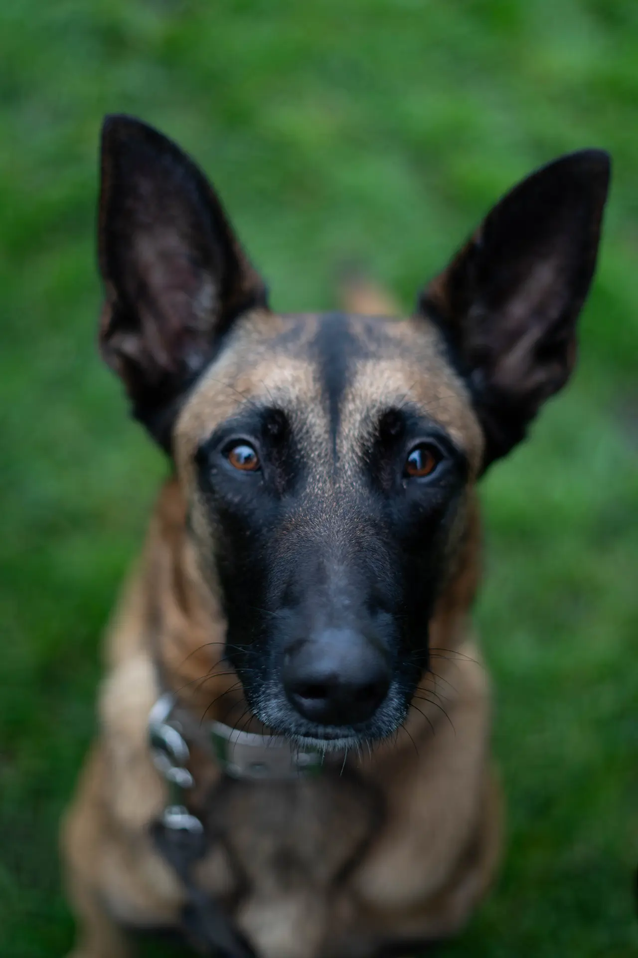 Een hond met een korte, bruinachtige vacht en grote, rechtopstaande oren kijkt recht in de camera tegen een groene achtergrond.