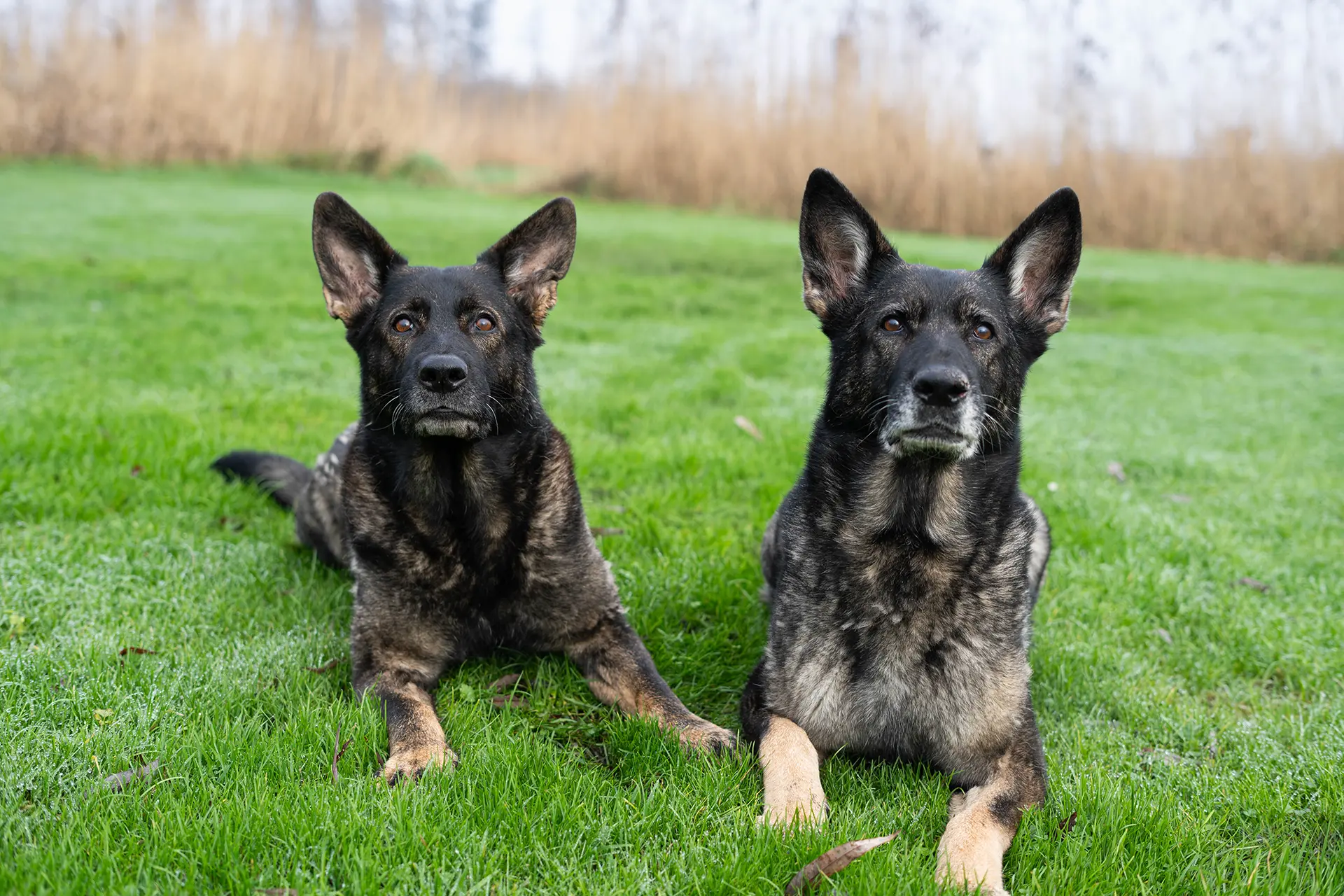 Twee honden liggen op het groene gras en kijken recht in de camera.