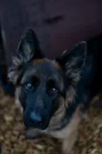 Animal